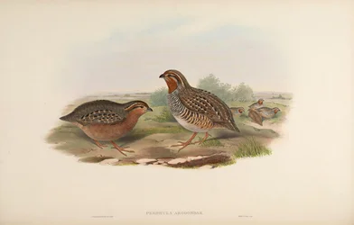 Perdicula argoondah